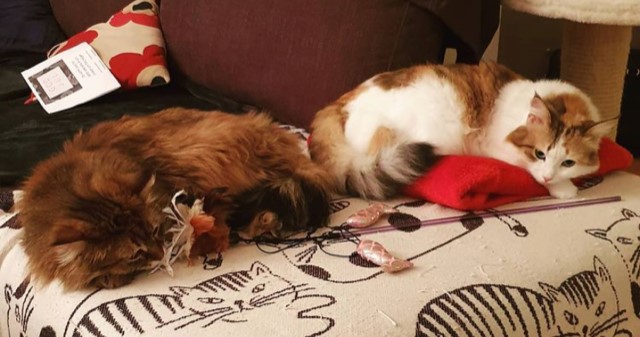 sibirisk katt Nympje o Orinda